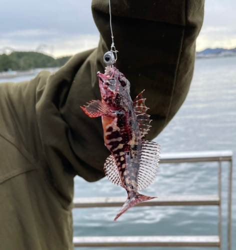 アナハゼの釣果