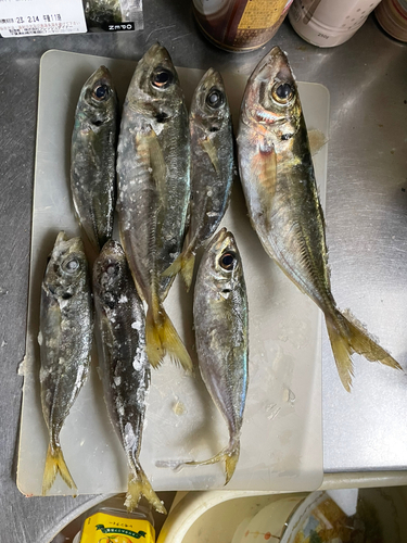 アジの釣果