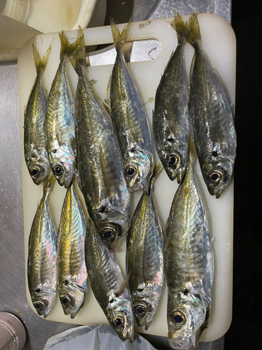 アジの釣果