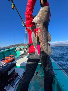 マダラの釣果