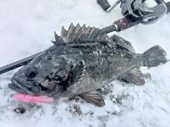 クロソイの釣果