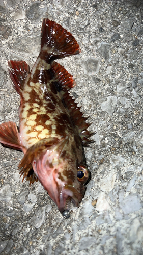 カサゴの釣果