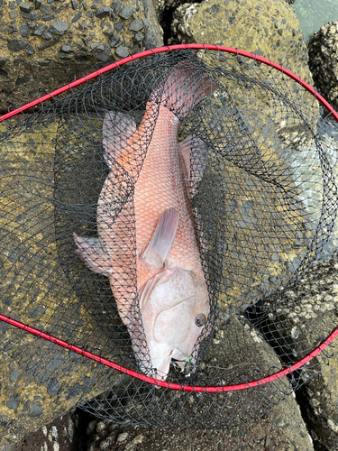 コブダイの釣果