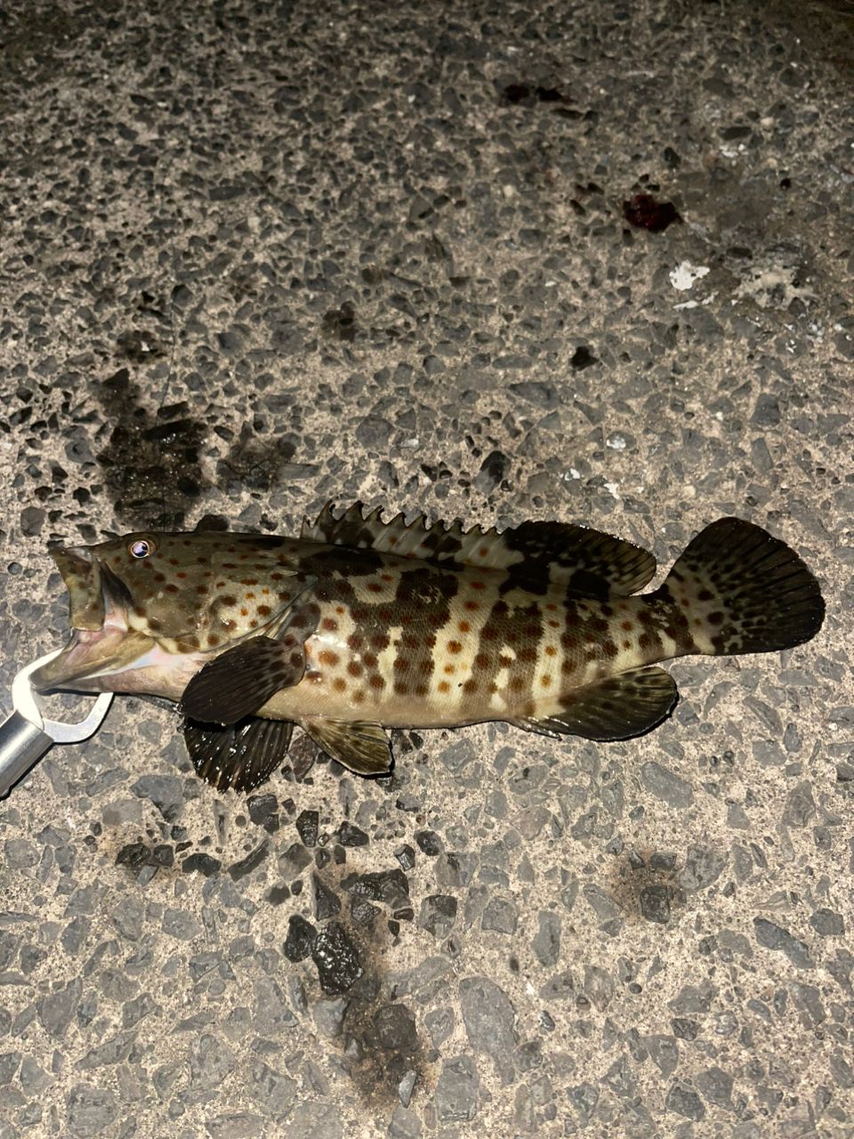 アラカブ