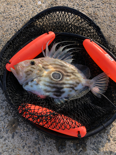 マトウダイの釣果