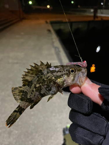 タケノコメバルの釣果