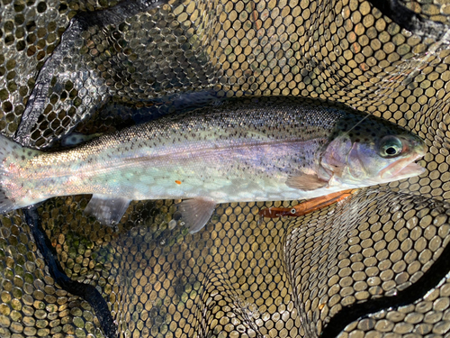 ニジマスの釣果