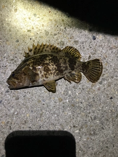 タケノコメバルの釣果