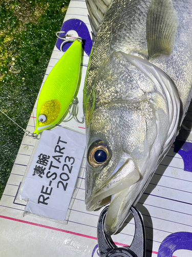 シーバスの釣果