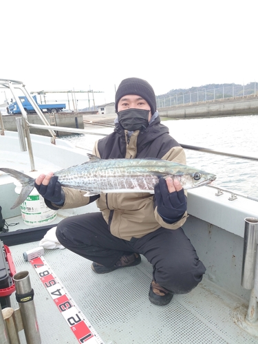 サワラの釣果