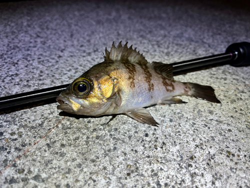 メバルの釣果