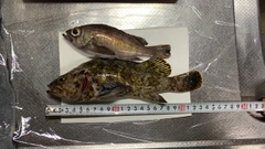 タケノコメバルの釣果