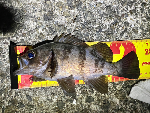 メバルの釣果