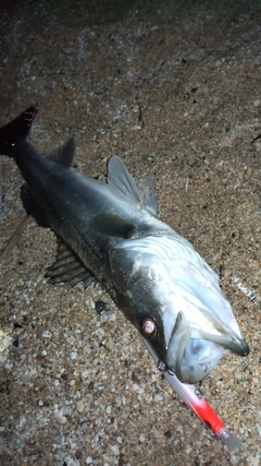 ハネ（マルスズキ）の釣果