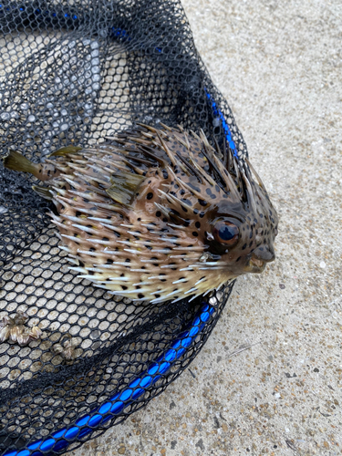 ハリセンボンの釣果