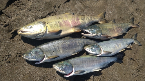 サケの釣果