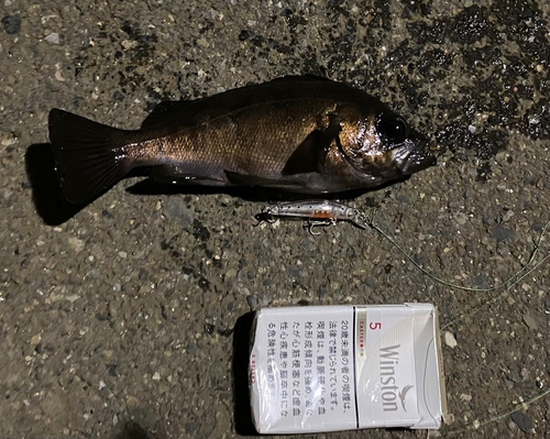 メバルの釣果