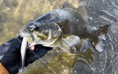 スモールマウスバスの釣果