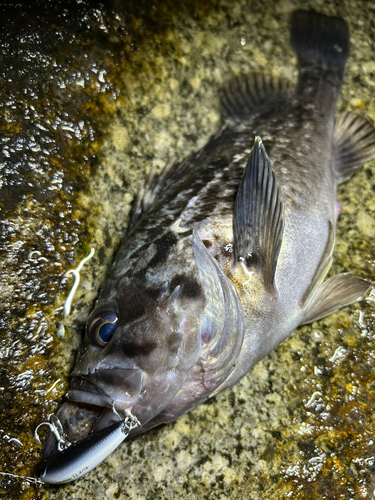 クロソイの釣果