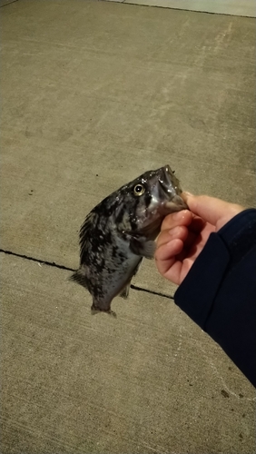 クロソイの釣果