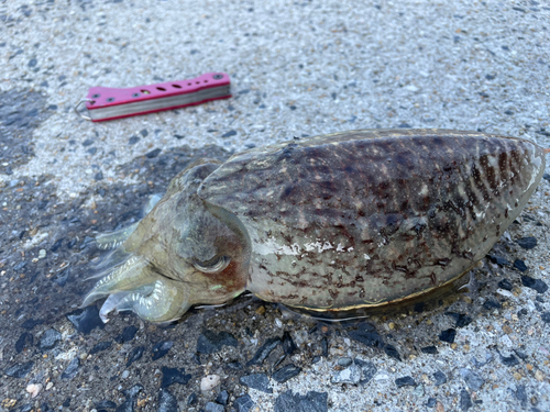 コウイカの釣果