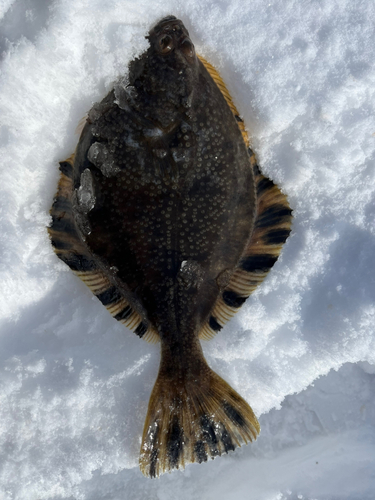 カワガレイの釣果