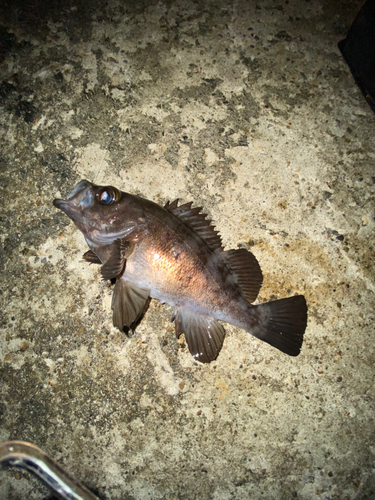 メバルの釣果