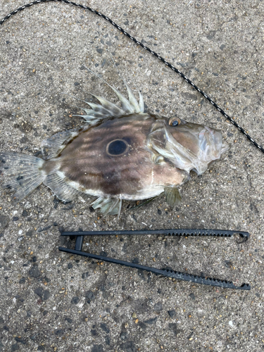 マトウダイの釣果