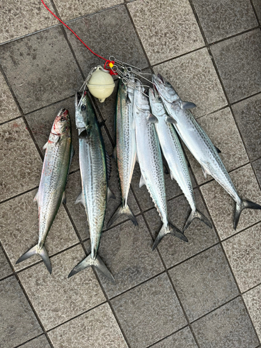 サゴシの釣果