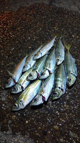 アジの釣果