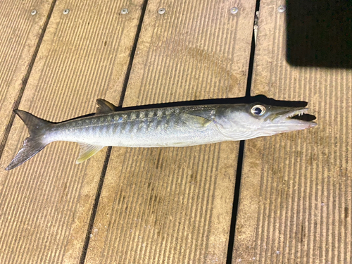 オニカマスの釣果