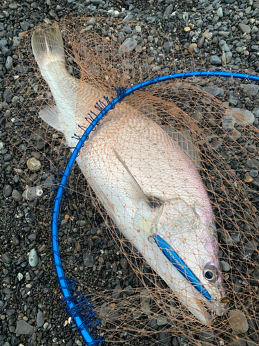 オオニベの釣果