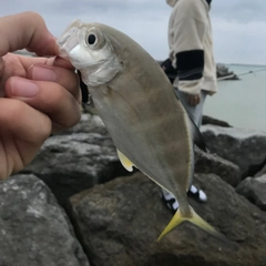 メッキの釣果