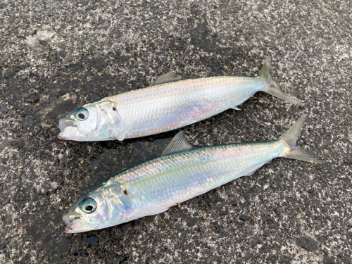 カタボシイワシの釣果