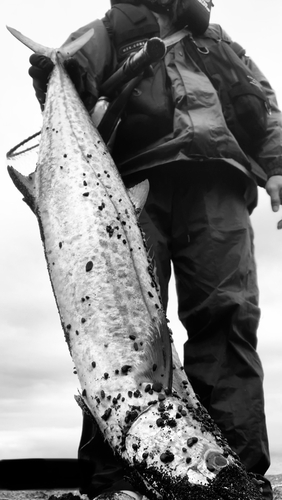 サワラの釣果