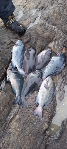 メジナの釣果