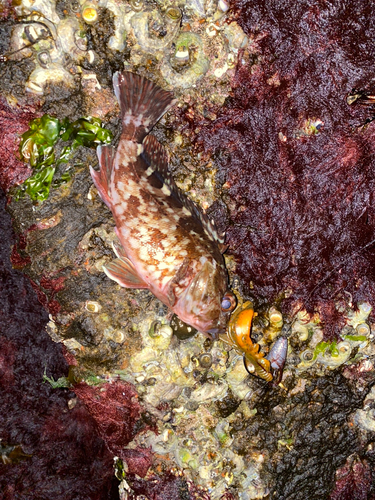 アコウの釣果