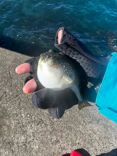 グレの釣果