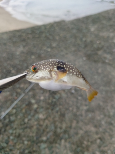 フグの釣果