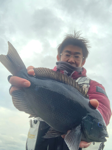 メジナの釣果