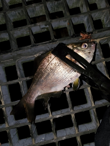 ウミタナゴの釣果