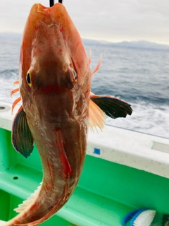 ホウボウの釣果