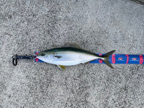 ハマチの釣果