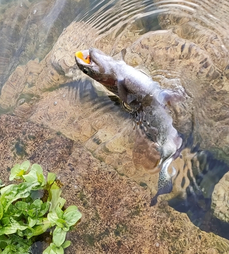 ニジマスの釣果