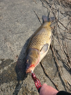 コイの釣果