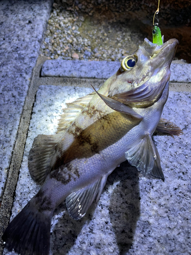 メバルの釣果