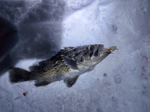 クロソイの釣果