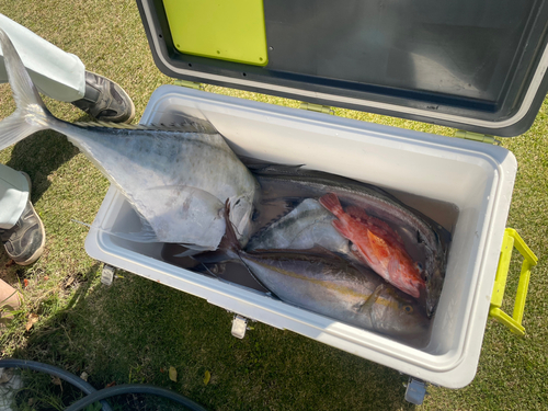 イトヒキアジの釣果