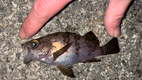 シロメバルの釣果