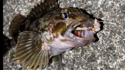 カサゴの釣果